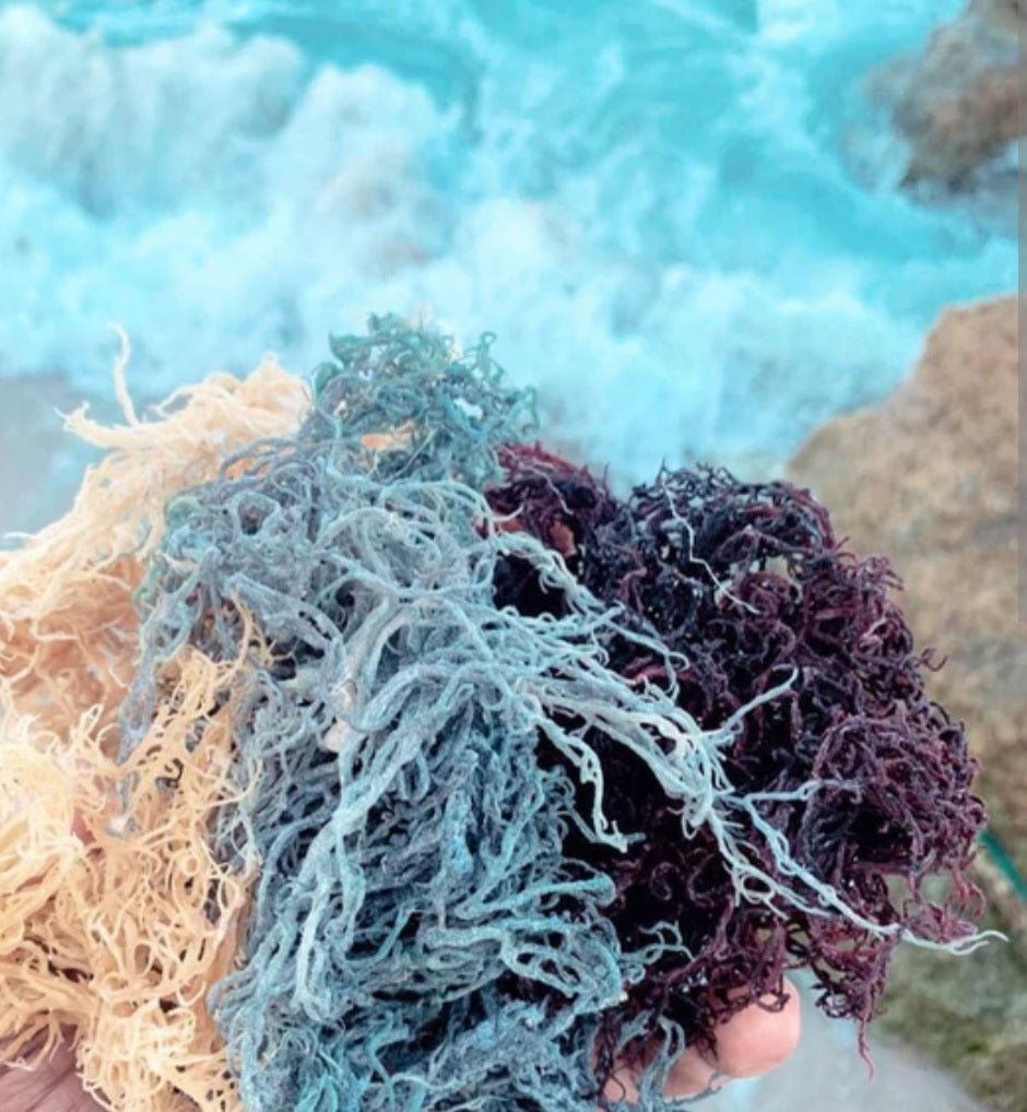 Raw Seamoss Gel
