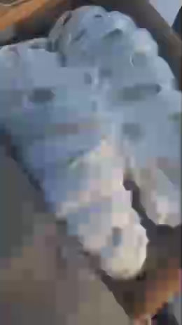 Dinos 🦖